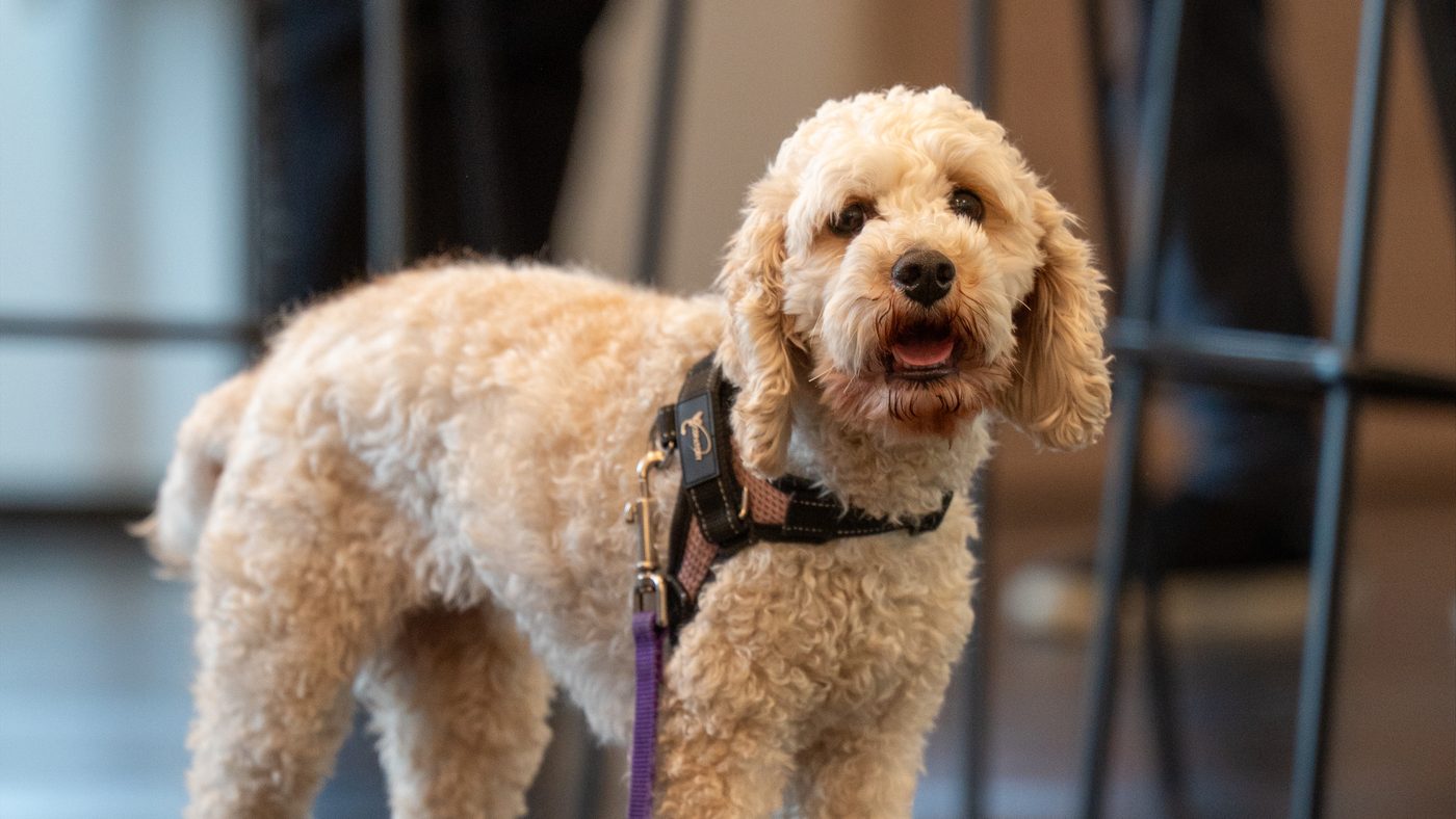 A dog visiting the Valon office